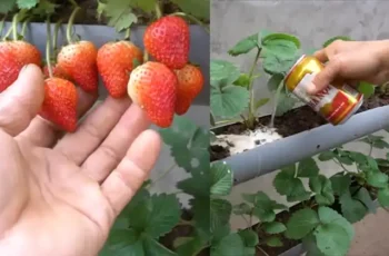 Innovative Gardening: Grow a Lush Strawberry Garden in a Hanging Water Pipe